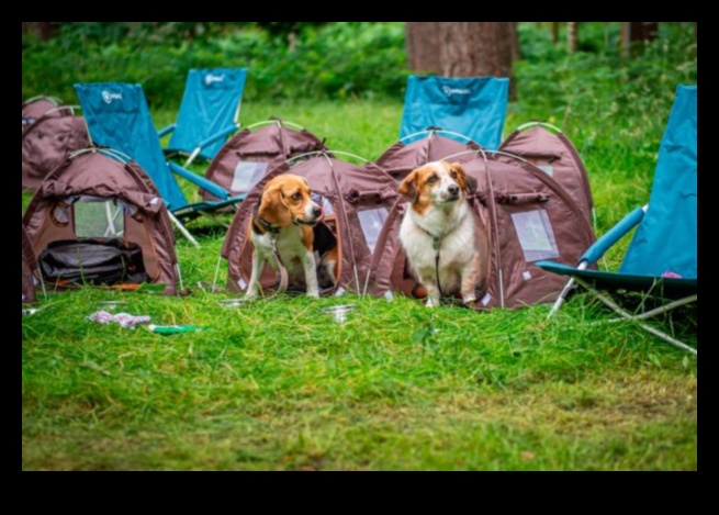 Camping canin Continuare: extinderea explorării în aer liber