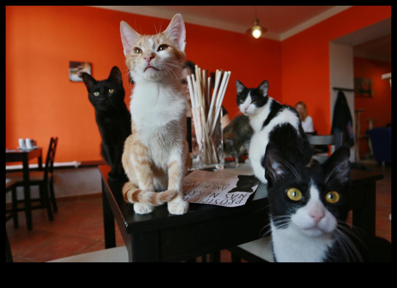 Cat Cafe Chronicles: Explorând tendința cafenelelor prietenoase cu felinele