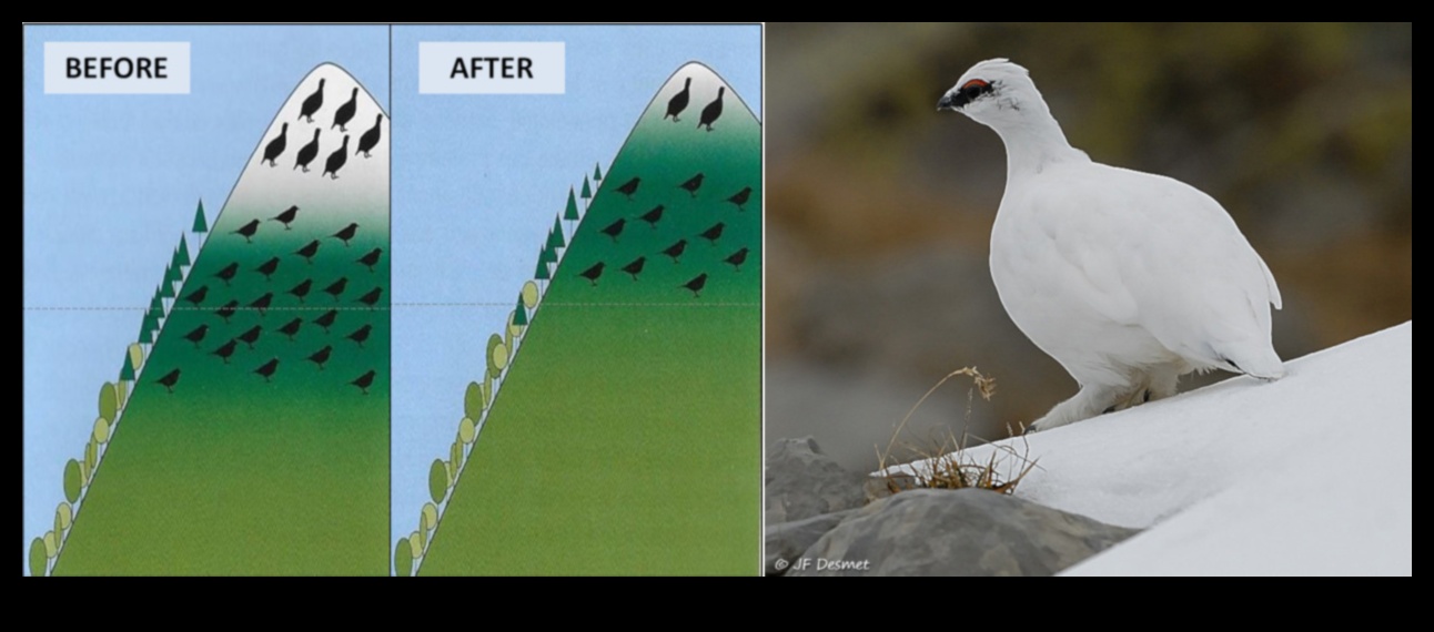 Păsările și schimbările climatice Continuare: Adaptarea la habitatele modificate