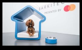 Barkitecture Crearea unei case prietenoase cu câinii