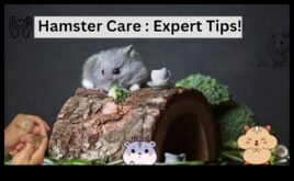 Hamster Haven creează casa perfectă pentru prietenul tău blănos